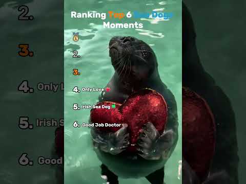 🐶🌊 Top 6 Sea Dogs Ranked! (Seals Edition) 🌊🐶