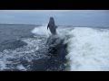 Dolphin jump fails