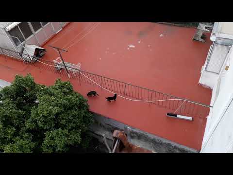 Cats of the neighbourhood