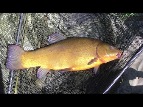 Float fishing for Tench at Busbridge Lake