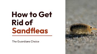 How to Get Rid of Sandfleas | 3 Ways to Get Rid of Sandfleas | The Guardians Choice
