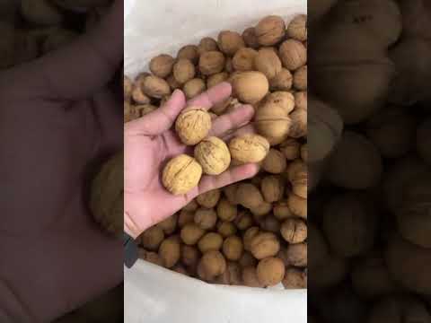 Chile Walnuts Inshell