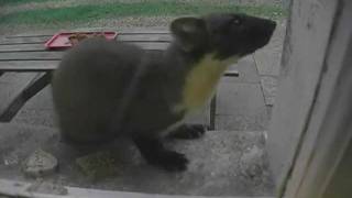 preview picture of video 'Pine Martens' Peanut Butter Dinner Party'