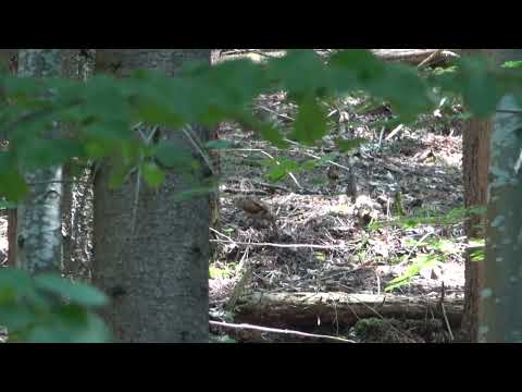 Sitarul de pădure, o pasare migratoare. Clocește rar in România și e foarte greu de filmat.