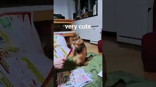 うちの猫のラッキーちゃん