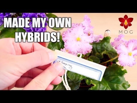 How I made my own African Violet Hybrids! Part 1: pollinating flowers & getting seeds!