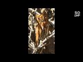 Oriental Scops Owl Otus Sunia