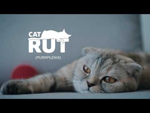 Disinterested, Bored Cat? #EndCatRut w/ Meow Mix® Dry Cat ...