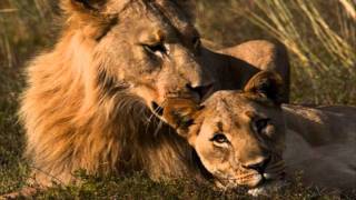 Black Coffee - Superman  [ feat. Bucie ]