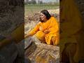 O Chimta Taa Wjda Aliza AlizaSehar Village DesiLife Desiculture Villagelifestyleailzasehar