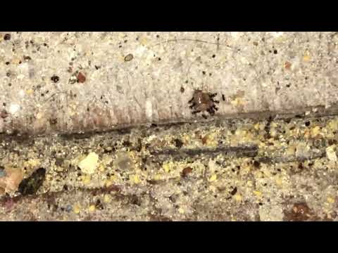 Restaurant Has Ants in Shrewsbury, NJ