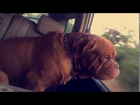 Erick ..My Dog👆🏻