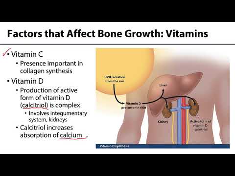 MSK Skeletal System Basics - Factors that Affect Bone Growth