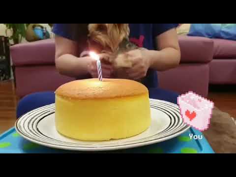 Happy birthday Nahla yorkie !!