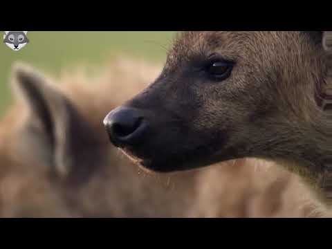 Lion Attacked by Clan of Hyenas FULL