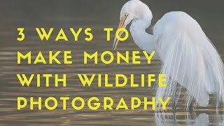 3 Ways to Make Money with Wildlife Photography Ep: 1