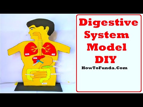 human digestive system working model 3d science project for science exhibition diy howtofunda