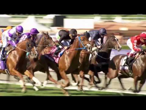 Thoroughbred Week - October 8, 2016