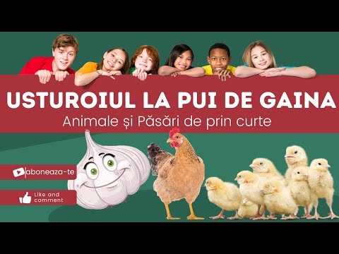 , title : 'Este bun USTUROIUL la puii de gaina? urmareste video'