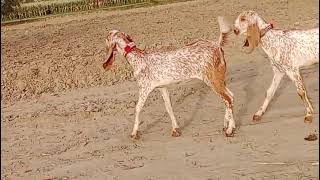 Goats 🐐 ready not  for sell with cheap price.