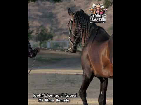 JOSÉ MALUENGA "EL K'PORAL-"MI ALMA GEMELA" . @PADROTE LLANERO.