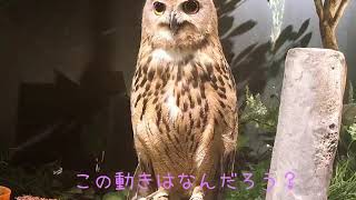 【フクロウ】オービィ横浜に行ってきました！