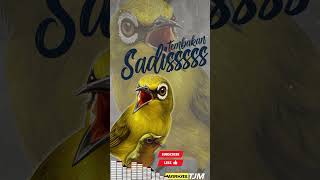 Download lagu Masteran Pleci Tembakan Sadis Cocok Untuk Bahan Dan Gaco mp3