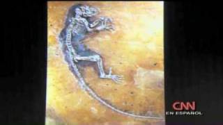preview picture of video 'Hallan el eslabón perdido: Ida, una mono-lemur de 47 millones de años'