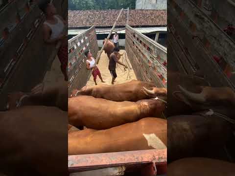 cara menaikkan sapi ke truk #shorts #cow #viral #trending #youtube