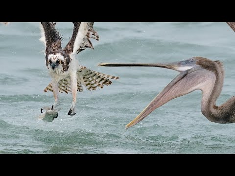 Amazing Bird Photography Osprey VS Pelican - Sony A9 - Sony A7RIV