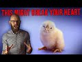 The Insanely Lucrative And Psychological Job Of Chick Sexing