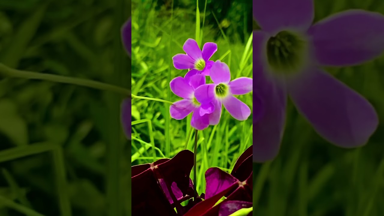 Beautiful blooms 🌸 #flowers #lovenaturephotography #flowertypes