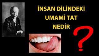 İnsan Dilindeki Umami Tat Nedir?