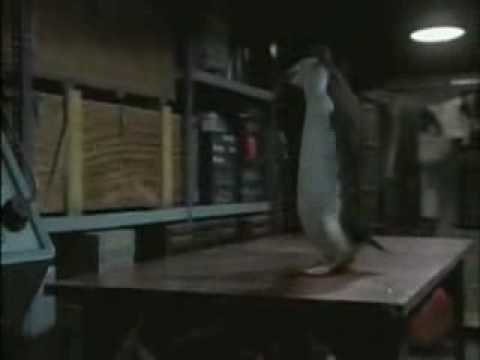 Pingvinai žaidžia stalo tenisą