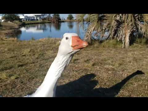 Gansos en el lago del cruce de ruta 30 y 205 Roque Perez