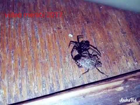 აზიური ფაროსანას და ობობას ბრძოლა