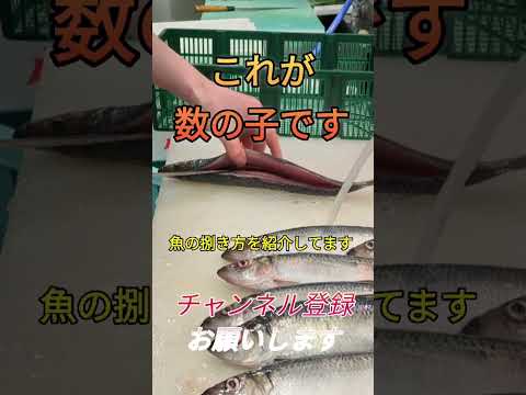 ニシンの卵が数の子です！#shorts #short #fish #japan #new #簡単 #おすすめ #チャレンジ #料理 #釣り #楽しい #美味しい #ミッション #人気