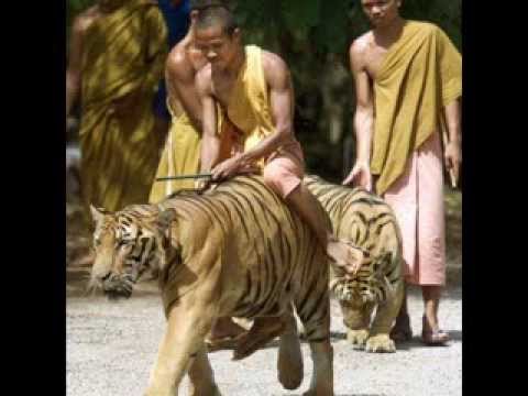 Martin Garrix, Milk N Cookies, Krewella, Snim - Animals vs. Alive vs. Banyasimkyung (NNCH Bootleg)