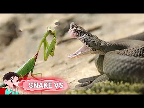 20 Times Snakes Messed With The Wrong Opponent