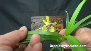 Announcement: We sell Vandas from Motes Orchids! Unboxing what they sent us!