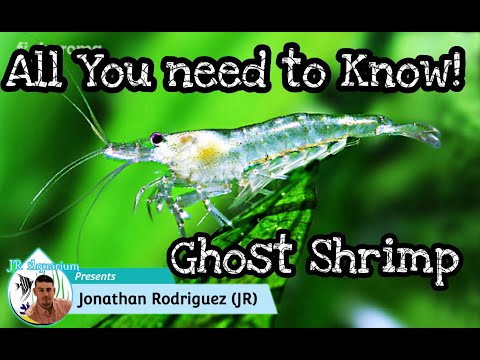 Ghost Shrimp Care, Breeding, WaterParameters, Tank Mates & Feeding.All you need to know! JR Aquarium