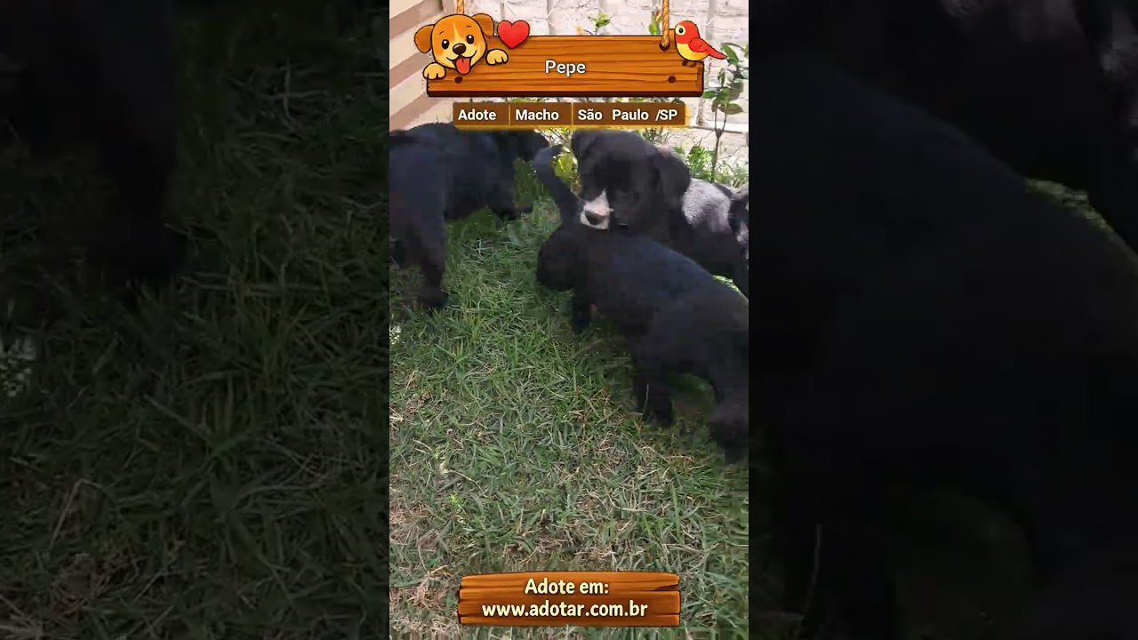 Cachorro raça SRD-ViraLata idade 2 a 6 meses nome Pepe