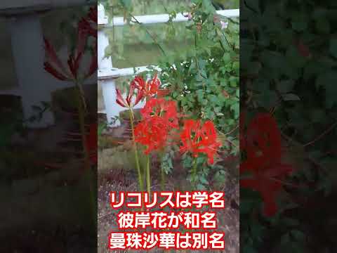 園芸 黄色のリコリス、黄色の曼珠沙華