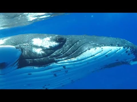 Die Taucher werden von dem Buckelwal geschubst, das ist der Grund!