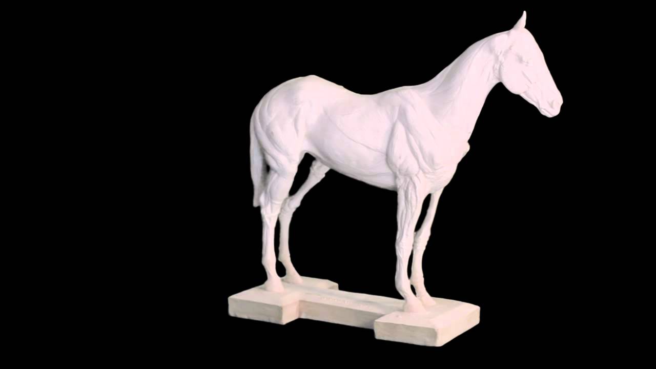 Horse Anatomy Model - Skeletal Structure of Horse - Muscle Structure of Horse