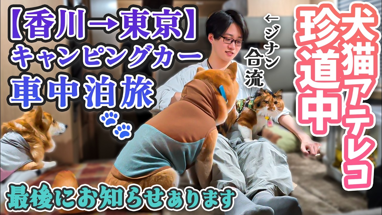 【香川→東京】キャンピングカー車中泊旅！犬猫と次男の珍道中🐶🐱【最後にお知らせあるよ🐾】