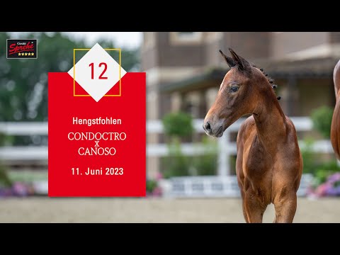 12 Hengst v. Condoctro - Canoso