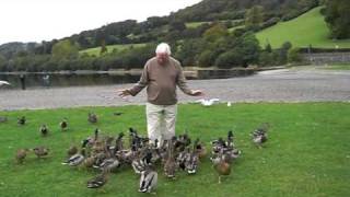 preview picture of video 'Fred and ducks at Bala Lake North Wales'