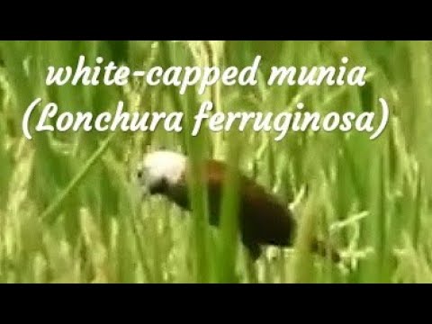 Mníška čiernohrdlá (Lonchura ferruginosa) — video o speve a chove