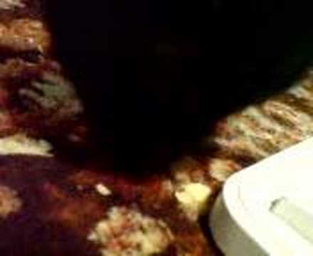 O matza mananca Lay's